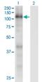 RB Transcriptional Corepressor Like 1 antibody, H00005933-M01, Novus Biologicals, Western Blot image 