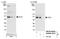 Pseudouridine Synthase 1 antibody, NB100-86983, Novus Biologicals, Western Blot image 