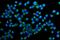 Golgi Membrane Protein 1 antibody, A02975-2, Boster Biological Technology, Western Blot image 