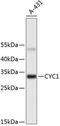 Cytochrome C1 antibody, 19-171, ProSci, Western Blot image 