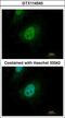 Mothers against decapentaplegic homolog 9 antibody, LS-C186364, Lifespan Biosciences, Immunocytochemistry image 