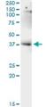 LUC7 Like antibody, H00055692-M05, Novus Biologicals, Immunoprecipitation image 