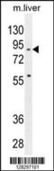 Spire Type Actin Nucleation Factor 2 antibody, 55-280, ProSci, Western Blot image 