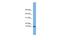 Centromere Protein X antibody, A05252, Boster Biological Technology, Western Blot image 