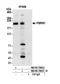 Polybromo 1 antibody, NB100-79833, Novus Biologicals, Western Blot image 