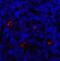 Lymphocyte Activating 3 antibody, 8655, ProSci, Immunofluorescence image 