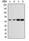 Glucose-6-Phosphate Dehydrogenase antibody, orb378068, Biorbyt, Western Blot image 