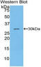 Pyruvate Dehydrogenase Kinase 1 antibody, LS-C296164, Lifespan Biosciences, Western Blot image 