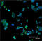 MEK7 antibody, ADI-905-655-100, Enzo Life Sciences, Immunofluorescence image 