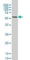 GA Binding Protein Transcription Factor Subunit Alpha antibody, H00002551-M01, Novus Biologicals, Western Blot image 