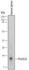 Phospholipase A2 Group IIA antibody, MA5-24278, Invitrogen Antibodies, Western Blot image 