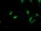 G1 to S phase transition protein 2 homolog antibody, NBP2-00873, Novus Biologicals, Immunocytochemistry image 