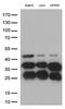 Cathepsin L antibody, LS-C796468, Lifespan Biosciences, Western Blot image 