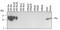 Ras antibody, MAB3429-100, R&D Systems, Western Blot image 