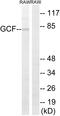  antibody, GTX87427, GeneTex, Western Blot image 