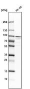 Aconitase 2 antibody, NBP1-90264, Novus Biologicals, Western Blot image 
