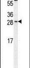 CCAAT Enhancer Binding Protein Gamma antibody, PA5-24432, Invitrogen Antibodies, Western Blot image 