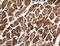 CCM2 Like Scaffold Protein antibody, 21493-1-AP, Proteintech Group, Immunohistochemistry paraffin image 