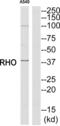 Rhodopsin antibody, abx015395, Abbexa, Western Blot image 