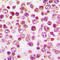 Colony Stimulating Factor 1 Receptor antibody, abx133016, Abbexa, Western Blot image 