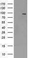 Neurotrophic Receptor Tyrosine Kinase 2 antibody, LS-C784215, Lifespan Biosciences, Western Blot image 