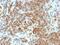 CD45RB antibody, NBP2-48459, Novus Biologicals, Immunohistochemistry paraffin image 