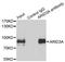 AT-Rich Interaction Domain 3A antibody, orb373682, Biorbyt, Immunoprecipitation image 