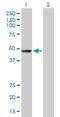 MUARP2 antibody, H00009179-B01P, Novus Biologicals, Western Blot image 