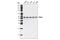 Protein Disulfide Isomerase Family A Member 3 antibody, 2887S, Cell Signaling Technology, Western Blot image 