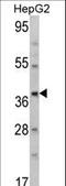 Aminomethyltransferase antibody, LS-C156317, Lifespan Biosciences, Western Blot image 