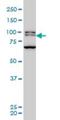 Bromodomain Containing 3 antibody, H00008019-M03, Novus Biologicals, Western Blot image 