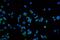 Transient Receptor Potential Cation Channel Subfamily V Member 1 antibody, A00128-4, Boster Biological Technology, Immunofluorescence image 