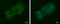 Lin-7 Homolog A, Crumbs Cell Polarity Complex Component antibody, GTX117114, GeneTex, Immunofluorescence image 