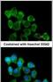 Involucrin antibody, PA5-30582, Invitrogen Antibodies, Immunofluorescence image 