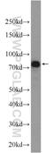 Interferon Regulatory Factor 7 antibody, 22392-1-AP, Proteintech Group, Western Blot image 