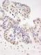 HIV-1 Tat Specific Factor 1 antibody, NBP1-18912, Novus Biologicals, Immunohistochemistry frozen image 