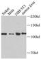 HIF1-alpha antibody, FNab10340, FineTest, Western Blot image 