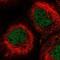 Protein lin-37 homolog antibody, NBP2-30384, Novus Biologicals, Immunofluorescence image 