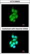 BAI1 Associated Protein 2 Like 1 antibody, LS-C186070, Lifespan Biosciences, Immunocytochemistry image 