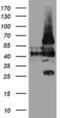 Leucine Rich Repeat Containing 25 antibody, MA5-26005, Invitrogen Antibodies, Western Blot image 