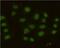 MutS Homolog 6 antibody, GTX49251, GeneTex, Immunofluorescence image 