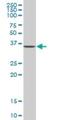 Axin Interactor, Dorsalization Associated antibody, H00064853-B01P, Novus Biologicals, Western Blot image 