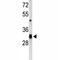 CD47 Molecule antibody, F51545-0.4ML, NSJ Bioreagents, Western Blot image 