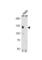 Cullin 4B antibody, abx031459, Abbexa, Western Blot image 