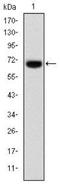 Forkhead Box P2 antibody, NBP2-37558, Novus Biologicals, Western Blot image 