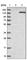 BEN Domain Containing 2 antibody, HPA009420, Atlas Antibodies, Western Blot image 