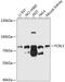 Fc receptor-like protein 3 antibody, GTX64976, GeneTex, Western Blot image 