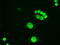 GATA Binding Protein 6 antibody, M00778-1, Boster Biological Technology, Immunofluorescence image 