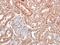 Insulin Like Growth Factor 1 Receptor antibody, orb157658, Biorbyt, Immunohistochemistry paraffin image 