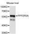 Serine/threonine-protein phosphatase 2A 56 kDa regulatory subunit alpha isoform antibody, STJ25090, St John